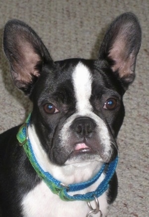 Close Up - A black and white Frenchton puppy is sitting on a rug. Its mouth is slightly open on one side making it look like it has a smerk on its face.